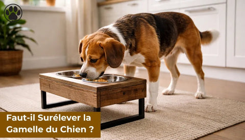 Faut-il Surélever la Gamelle du Chien ?
