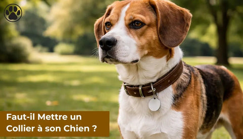 Faut-il Mettre un Collier à son Chien ?