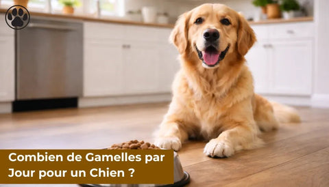 Combien de Gamelles par Jour pour un Chien ?