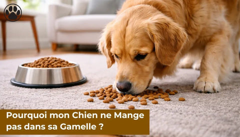 Pourquoi mon Chien ne Mange pas dans sa Gamelle ?