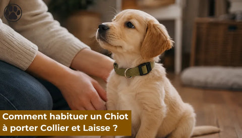 Comment habituer un chiot à porter collier et laisse ?