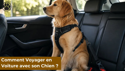 Comment voyager en voiture avec son chien ?