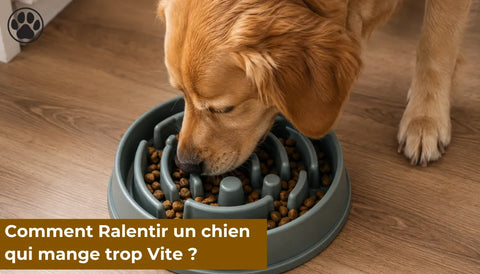 Comment Ralentir un chien qui mange trop Vite ?