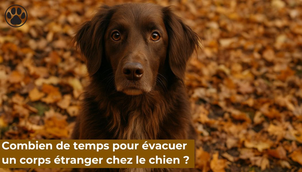 Combien de temps pour évacuer un corps étranger chez le chien ?