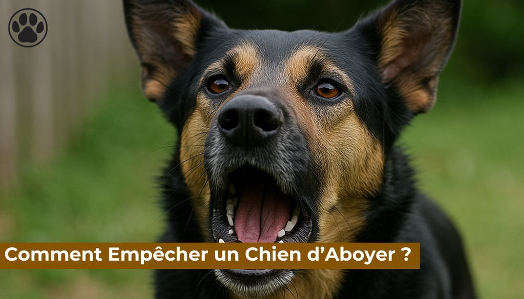 Comment Empêcher un Chien d’Aboyer ?