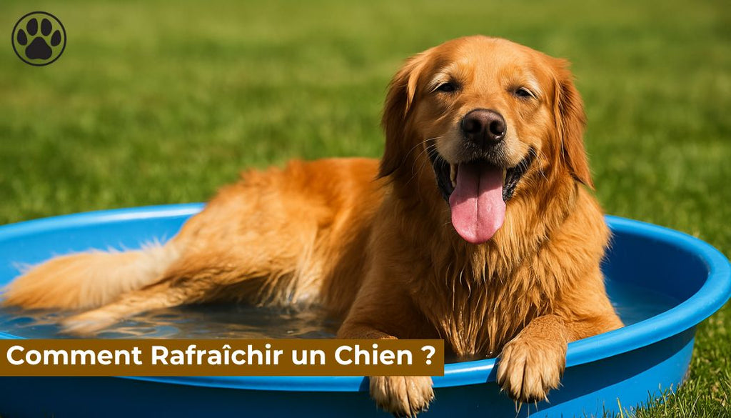 Comment Rafraîchir un Chien ?
