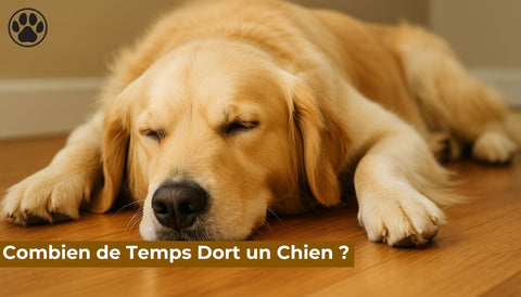 Combien de Temps Dort un Chien ?