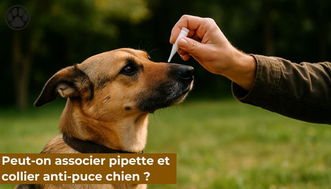 Peut-on associer pipette et collier anti-puce chien ?
