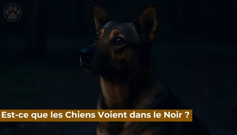 Est-ce que les Chiens Voient dans le Noir ?