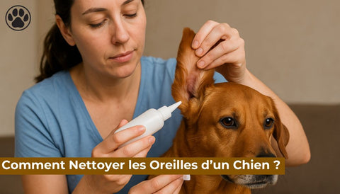 Comment Nettoyer les Oreilles d’un Chien ?
