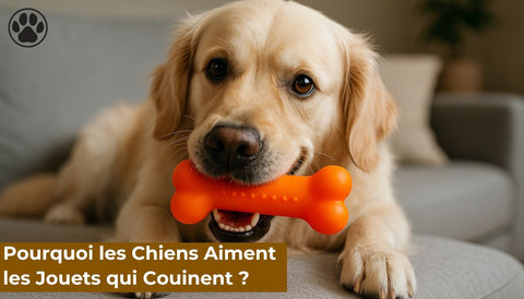 Pourquoi les Chiens Aiment les Jouets qui Couinent ?