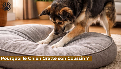 Pourquoi le Chien Gratte son Coussin ?