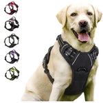 Collier Harnais Chien