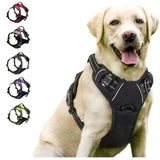Collier Harnais Chien