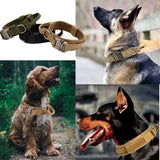 Collier Chien Berger Allemand