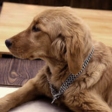 Collier Chaine Chien