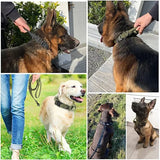 Collier Militaire Chien