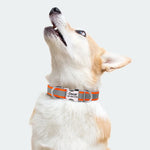 Collier Chien Réfléchissant