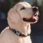 Collier Chien Réfléchissant