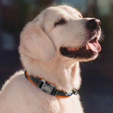 Collier Chien Réfléchissant